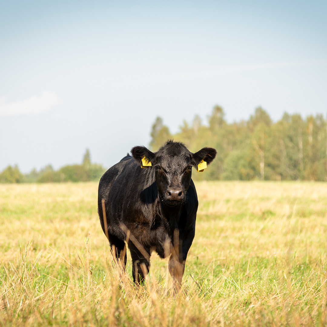black angus beef indiana