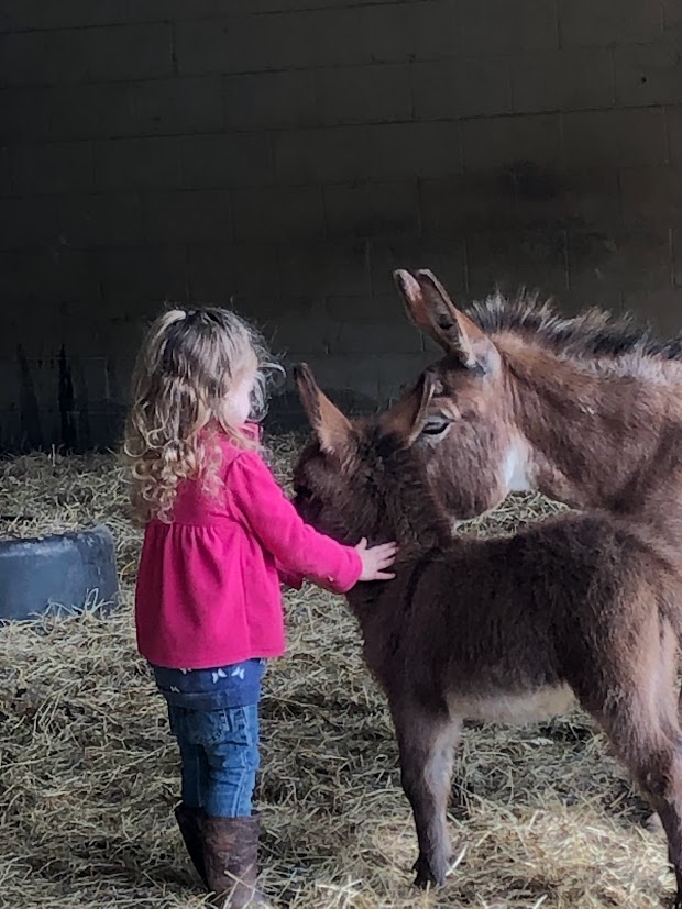 registered mini donkeys