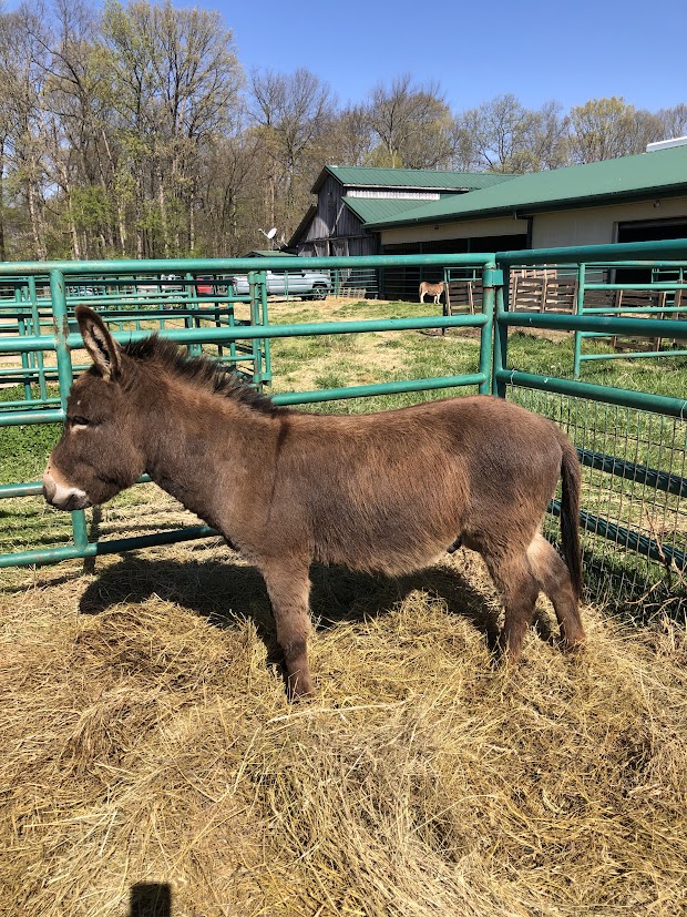 Buzz - Mini Donkey for Sale